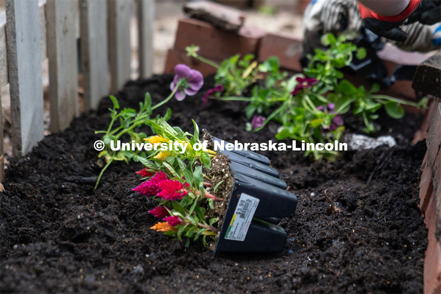 Flowers and various plants ready to be planted in a homeowner’s fairy garden during the Big Event. May 4, 2024. Photo by Kirk Rangel for University Communication.